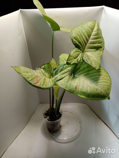 Сингониумы