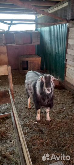 Козел альпийский на племя