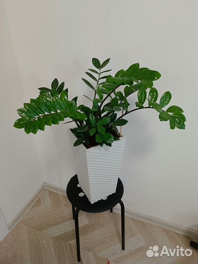 Замиокулькас