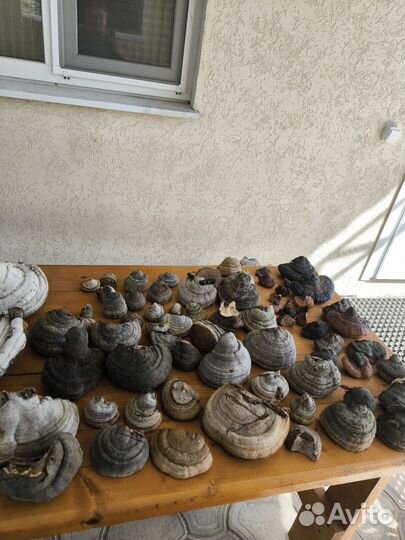 Гриб трутовик