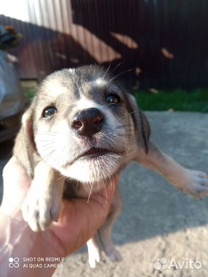 Щенки в добрые руки