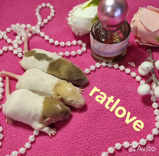 Крысята редких окрасов и маркировок