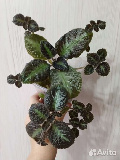 Стрептокарпелла Эписция Традесканция