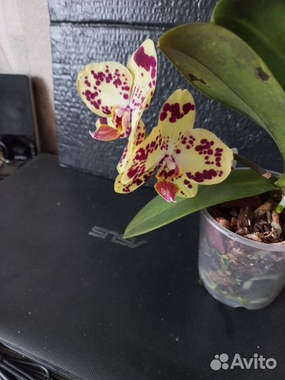 Орхидея фаленопсис