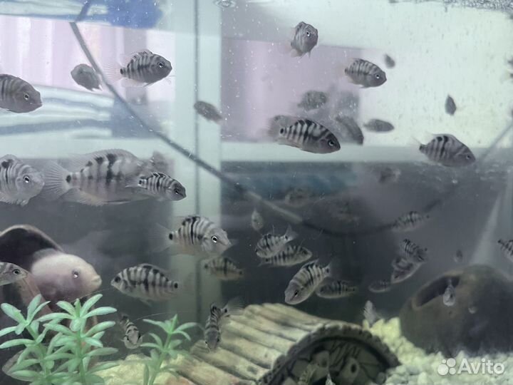Рыбки цихлиды чернополосые подростки
