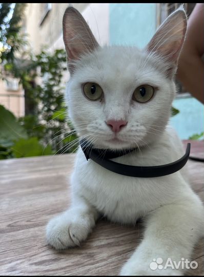 Котята в добрые руки бесплатно