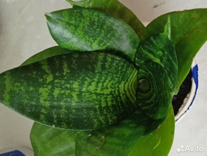 Сансевиерия ханни