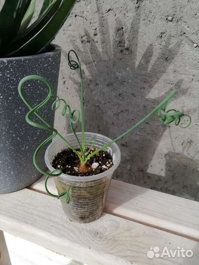 Альбука спиральная