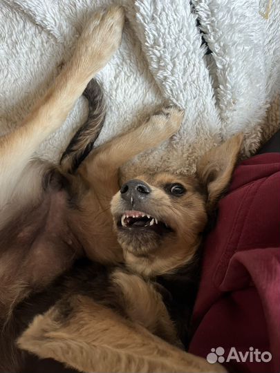 Щенок девочка ищет дом