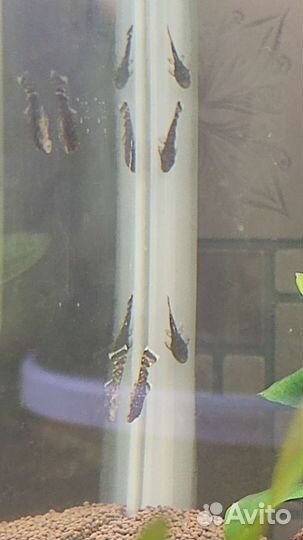 Молодь анциструс, моллинезия чёрная, гуппи