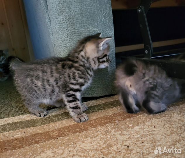 Маленькие рыси