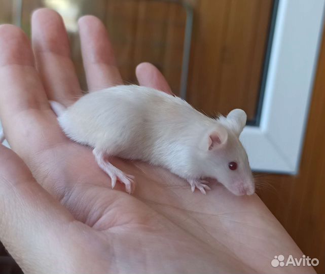 Декоративная мышь из питомника