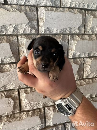 Щенки Той-терьер