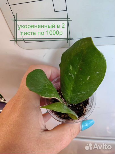 Замиакулькас вариегатный и Фикус Али на штамбе