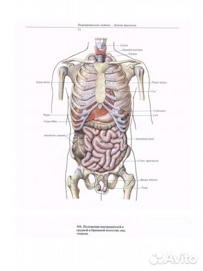 Атлас анатомии человека. Том второй и том третий