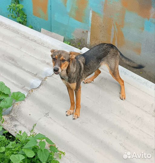 Собака в добрые руки отдам бесплатно