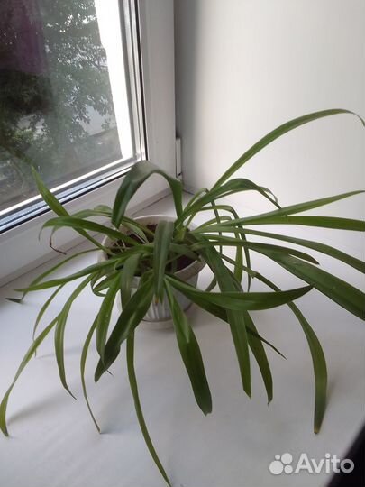 Хлорофитум