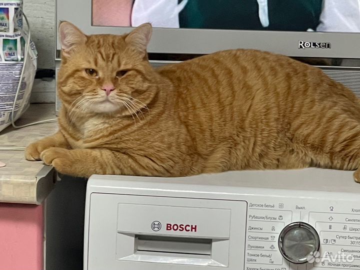 Кот на вязку