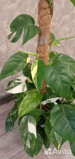 Монстера, эпипремнум, сциндапсус