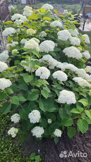 Гортензия крупнолистная саженцы
