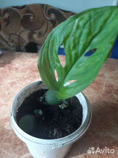 Монстера манки маск