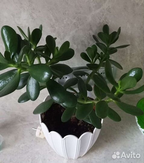 Толстянка (Денежное дерево)