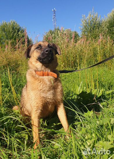 Собака Рони