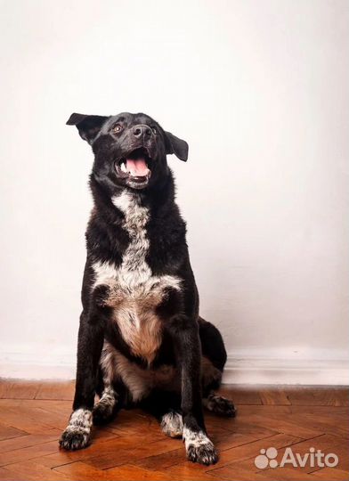 Собака Полли ищет дом