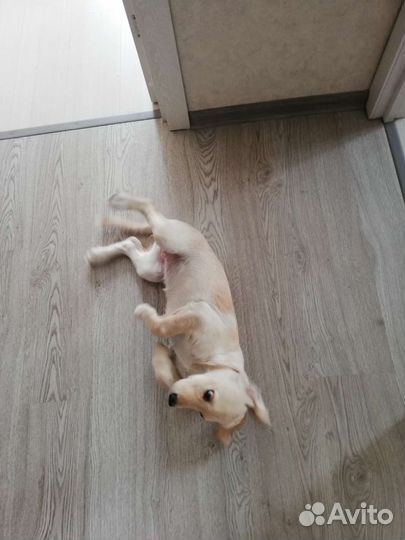 Продам лабрадора