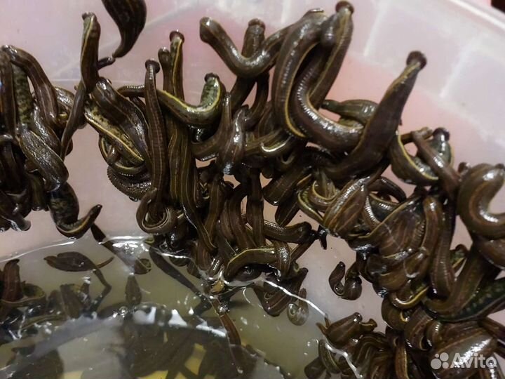 Пиявки медицинские