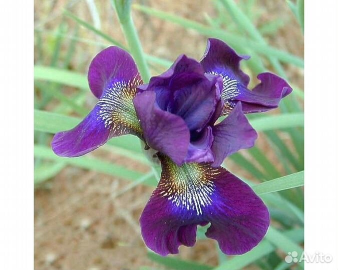 Ирис сибирский Hubbard