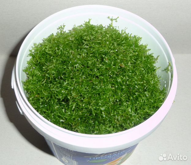 Сомы присоски: L-393, жёлтые анциструсы