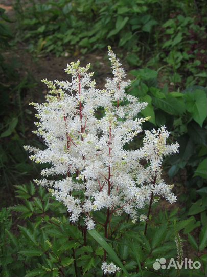 Астильбы сортовые