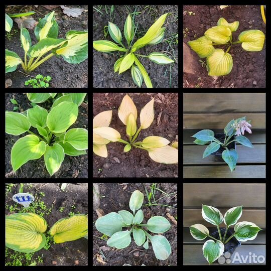 Хоста в ассортименте