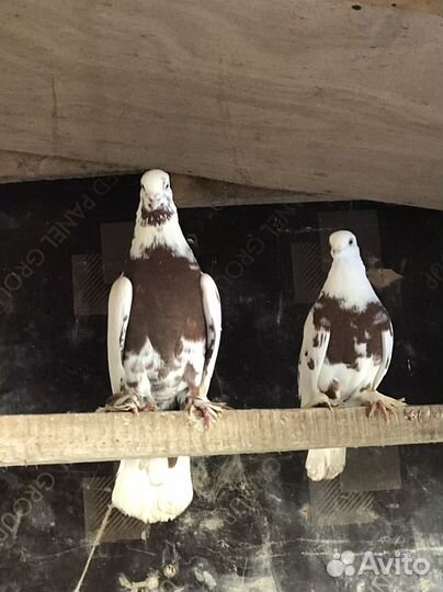 Голуби узбеки 12 штук