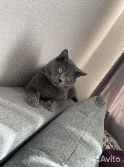 Шотландский кот вязка