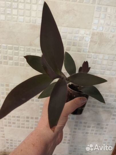 Традесканция фиолетовая