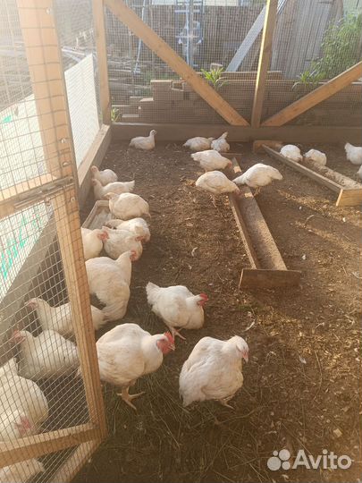 Мясо домашнего бройлера