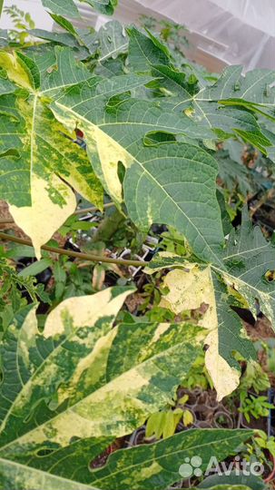 Папайя семена и растения и с плодами