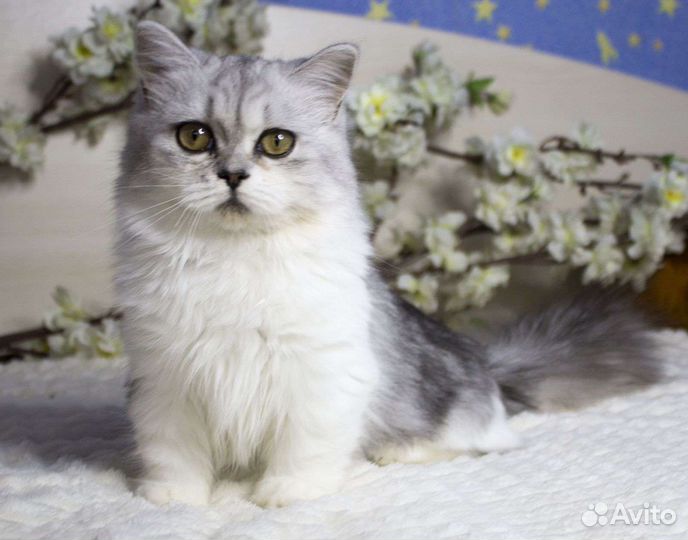 Котята Манчкин