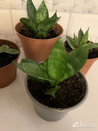 Сансивиерия