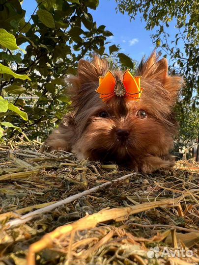 Мини мальчик и стандарт девочка шоколад