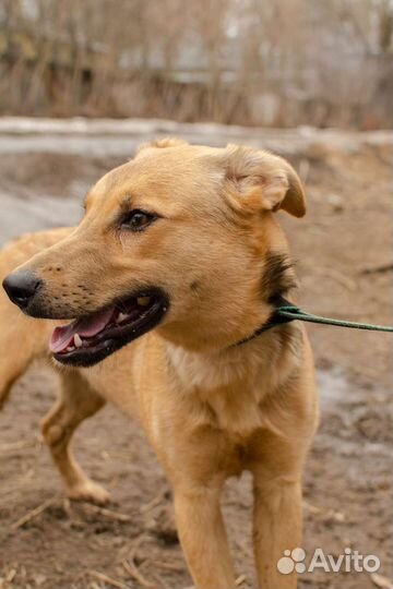 Щенок Лита в добрые руки
