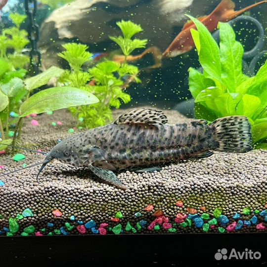 Сомы таракатумы