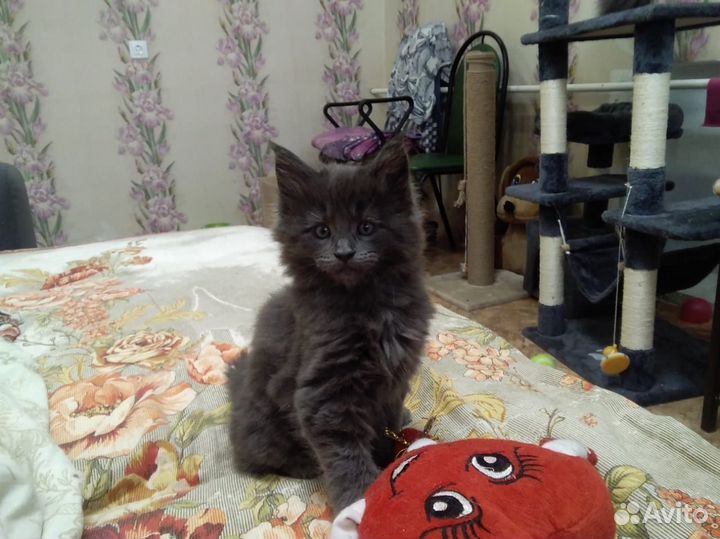 Котёнок Мэйн Кун