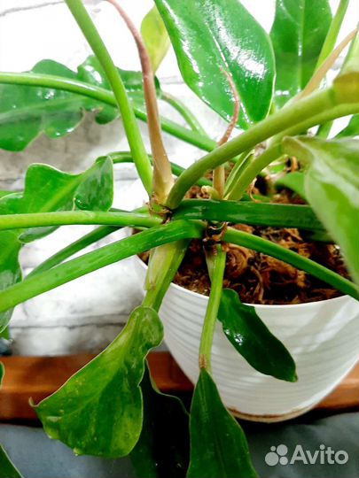 Филодендрон Narrow Escape