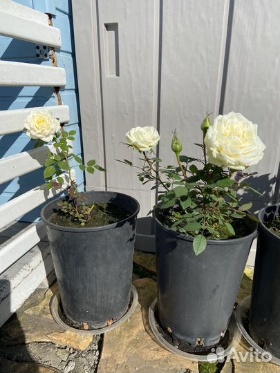 Роза саженец