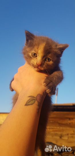 Отдам котят