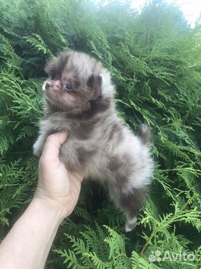 Померанский шпиц медвежьего типа Шоколадка мерле