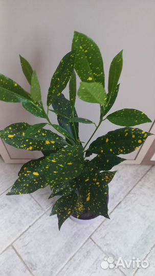 Кодиеум кротон